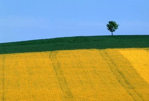 Horizontal shot of a single tree in a yellow and green field Stock Photos