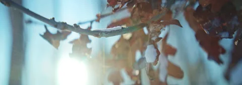 Horizontal shot of snow-covered dry yellow foliage on tree. View of beautiful Stock Footage 252139944
