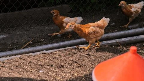 Horizontal shot of three active red chickens running on the ground near an Stock Photos