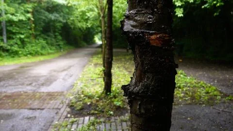 Horizontal shot of a tree with a background of a park Fotos Stock