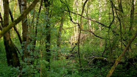 Horizontal shot of trees with green moss in a jungle during summer Video stock 132345755
