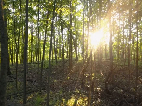 Horizontal slow flight through forest Stock Footage 78143540