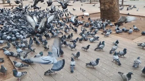 Horizontal slow motion of a large flock of pigeons on a wooden floor 動画素材 333824003
