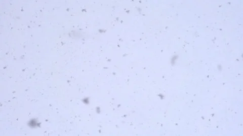 Horizontal Snowfall HD Stock Footage 34643381