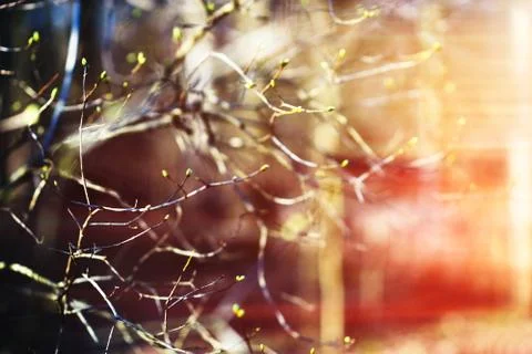 Horizontal spring branches bokeh background Stock Photos