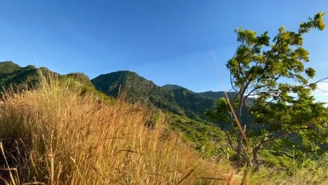 Horizontal Static Mountain Landscape with Swaying Grass and Tree Bali Stock Footage 335941209