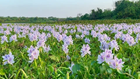 Horizontal Static Shot of Blooming Purple Water Hyacinths in Bali Stock Footage 340002681