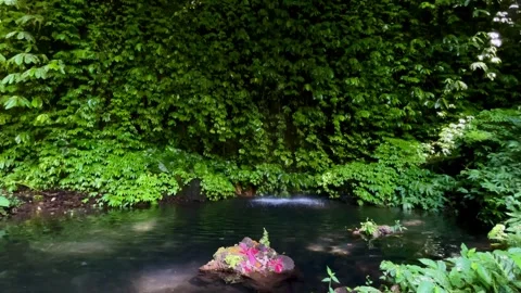 Horizontal Static Shot of Clear Jungle Pond and Green Foliage Wall in Bali Stock Footage 339449180