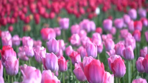 Horizontal static view of large pink coloured tulip field, a sunny windy day. Stock Footage 199017403