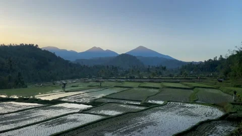 Horizontal Static Wide Shot of Rice Terraces and Mountains in Bali Stock Footage 339646566