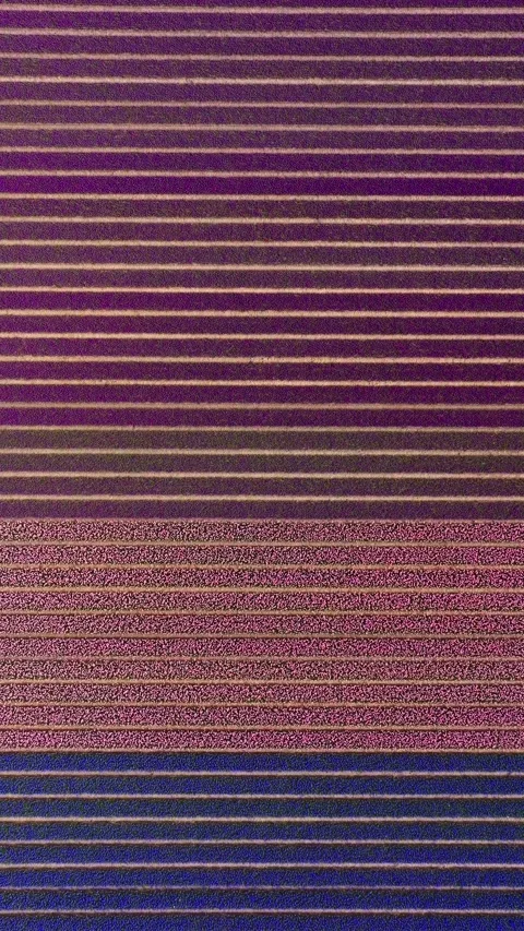 Horizontal stripe pattern of colorful tulip field farm in the Netherlands Stock Footage 296794895