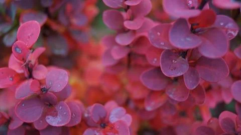 Horizontal Texture of Deep Purple-Red Rounded Leaves Stock Photos