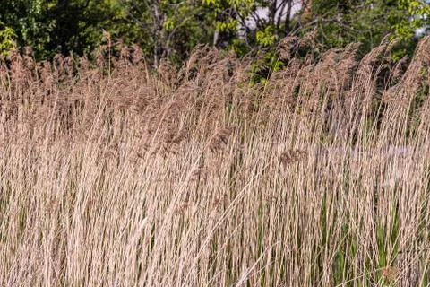 Horizontal texture of dry yellow grass reeds is by a pond in summer Fotos Stock
