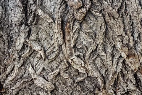 A horizontal texture of gray bark of old tree with knots and cracks Stock Photos