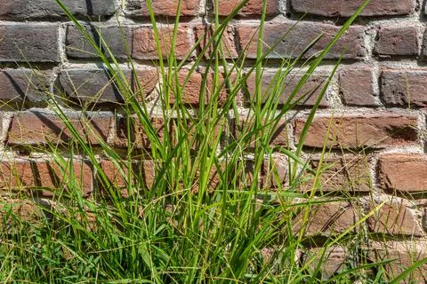 Horizontal texture of part of a brown old brick wall with green grass is on t Stock Photos