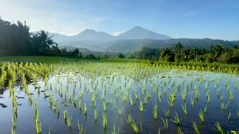 Horizontal tilt up of Bali rice field terraces with mountains Stock Footage 337805671