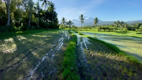 Horizontal tilt up of Bali rice fields with mountains and sun flare Stock Footage 337805701