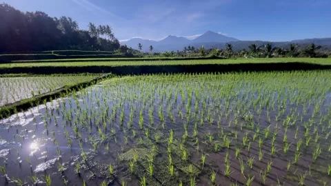 Horizontal tilt up of Bali rice fields with mountains and sun flare Stock Footage 337805707