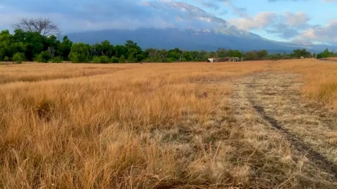 Horizontal Tilt Up Shot Revealing Mount Agung Behind Savanna Field Vidéo 341552018