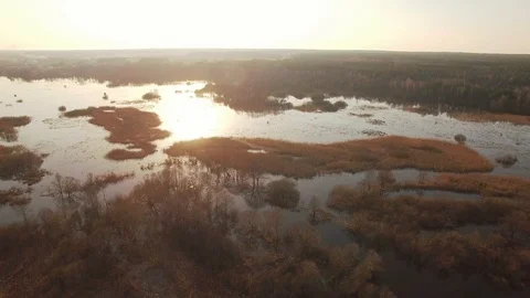 Horizontal tracking aerial shot of trees in water on sunset sunrise.  Stock Footage 96236077