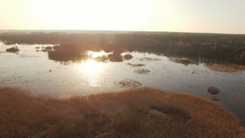Horizontal tracking pan video shot of recreational area in Belarus flooded woods Stock Footage 96236787