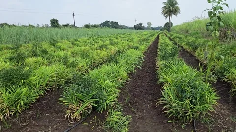 Horizontal tracking shot moving past tidy rows of an intercropped field featurin Stock Footage 347066714