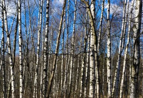 Horizontal vibrant array of Russian birch background backdrop Stock-Fotos