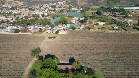 Horizontal video advancing on a field in Gomez Farias town in Jalisco Stock Footage 277611615