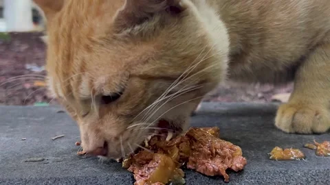 Horizontal video close up. Orange stray homeless cat eats cat food or feed Vídeos de archivo 341275191