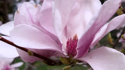Horizontal video close up. Pink and white magnolia flowers with opened buds Stock Footage 327885515