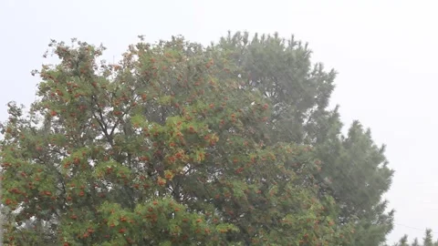 Horizontal video of extreme weather of heavy rain against the background gray cl Stock-Footage 247465089
