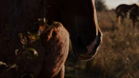 Horizontal video of a horse muzzle close-up behind bushes in a meadow Vídeos de archivo 347981741