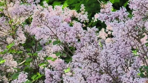 Horizontal video of a large, blooming light purple lilac bush Stock Footage 335267986