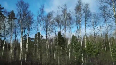Horizontal video of moving past pine and birch forest on road trip Stock Footage 345213795