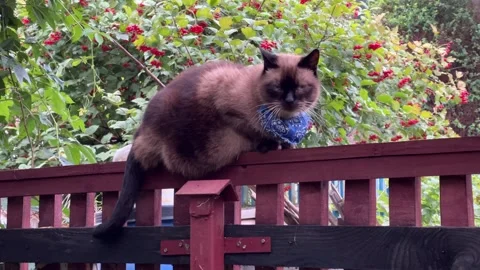 Horizontal video of a Siamese cat sitting on a wooden fence with trees in the Stock Footage 308930017