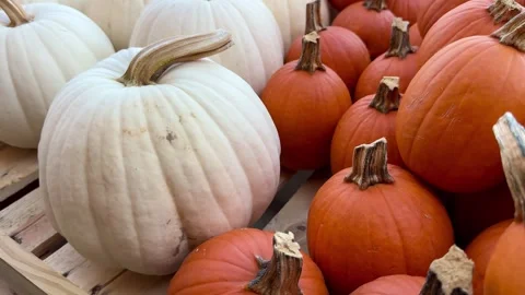 Horizontal video of white and orange pumpkins Stock Footage 345363218