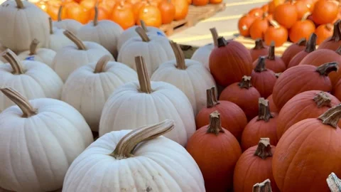 Horizontal video of white and orange pumpkins Stock Footage 345363223
