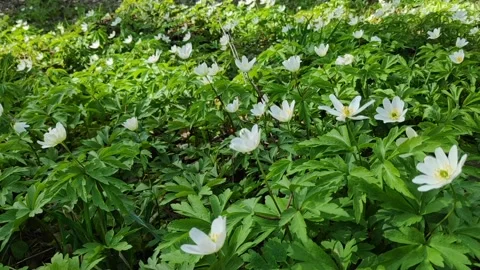 Horizontal video of white anemone blooming in spring forest Stock Footage 345213868