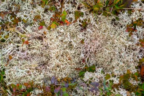Horizontal view from above on colored in  white perennial natural moss on a s Stock Photos
