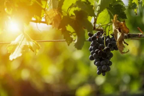 Horizontal View of Black or Red Grapes Plantation with Sun Flare on Blurred B Stock Photos