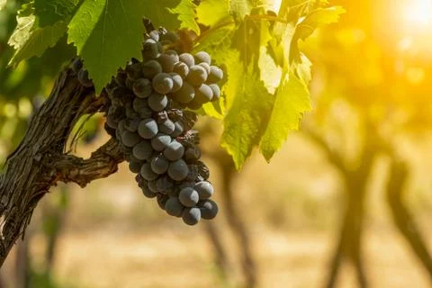 Horizontal View of Black or Red Grapes Plantation with Sun Flare on Blurred B Stock Photos