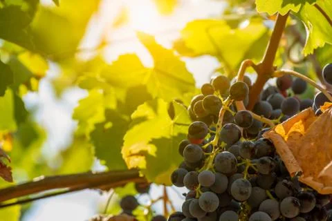 Horizontal View of Black or Red Grapes Plantation with Sun Flare on Blurred B Stockfoto's