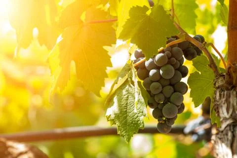 Horizontal View of Black or Red Grapes Plantation with Sun Flare on Blurred B Stock Photos