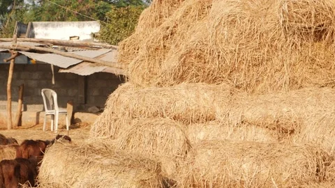 Horizontal view of cattle farm India, Cattle farming India Vídeo Stock 151840448