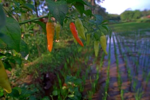 Horizontal view of cayenne pepper plants are turning yellow Stock Photos