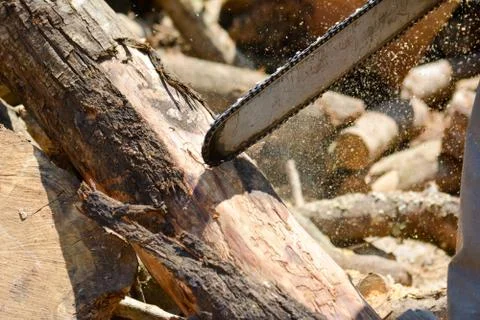 Horizontal View of Close Up of a Chainsaw Cutting a Tree Trunk in a Sunny Day 库存照片