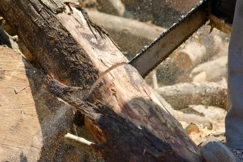 Horizontal View of Close Up of a Chainsaw Cutting a Tree Trunk in a Sunny Day Stock Photos