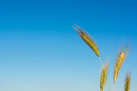 Horizontal View of Close Up of Hears of Wheat on Blue Sky Background. Stock Photos