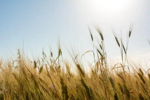 Horizontal View of Close Up of Hears of Wheat on Sun Backlight Background. Stockfoto's