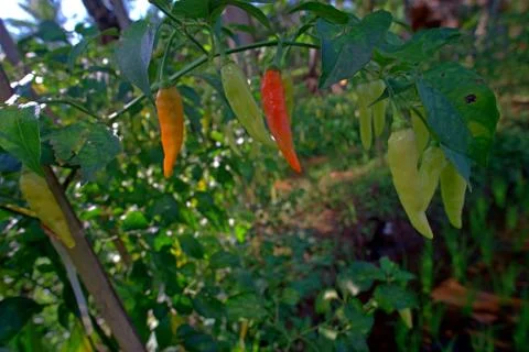 Horizontal view, a collection of cayenne pepper plants starting to turn yellow Stock Photos